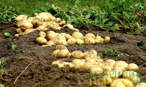 Як правильно підібрати добрива для картоплі: методи та пріоритети
