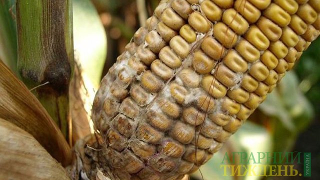 На Дніпропетровщині у вантажах кукурудзи для попкорну виявлено карантинне захворювання