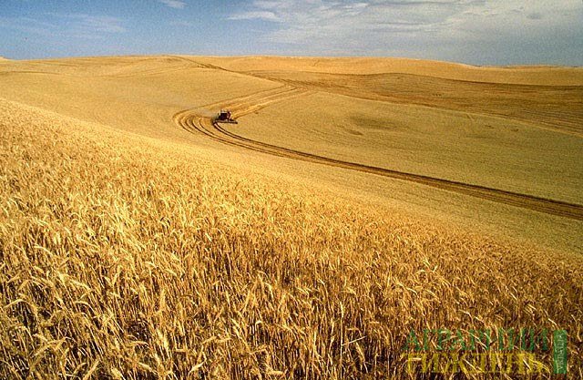 В мире стремительно растут цены на пшеницу и кукурузу: на чем заработает Украина
