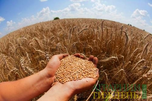 Холодный март и жаркий май: на хороший урожай зерновых можно не рассчитывать?