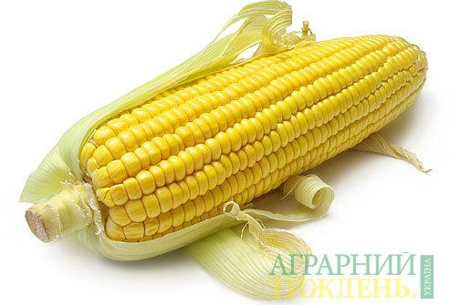 В Украине стартовал сев кукурузы