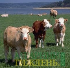 В Україні проходить перша регіональна зустріч зі сталого розвитку тваринництва