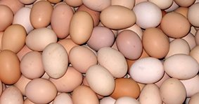 Україна перевершила США став найбільшим експортером яєць до ЄС