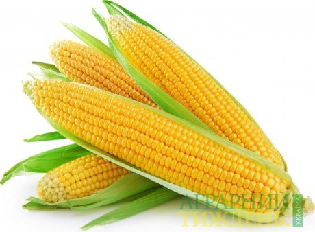 Производство кукурузы в Украине в 2018 году может превысить 28 млн. тонн