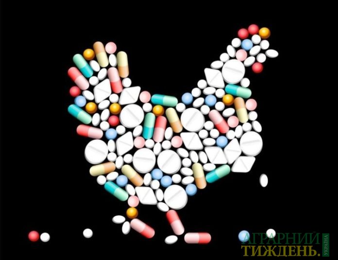 здоровий раціон замінить використання антибіотиків у птахівництві