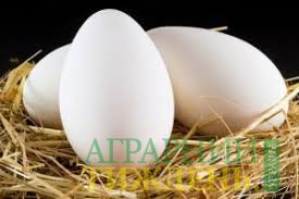Экспорт яиц за январь-апрель 2018 г. увеличился в 1,7 раза