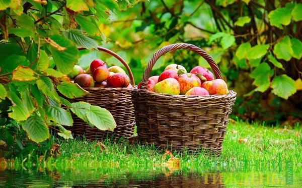 Ранняя клубника обвалила цены на яблоки в Украине