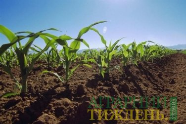 Посівна-2018: Кукурудзу на зерно вже посіяно на 91% прогнозних площ