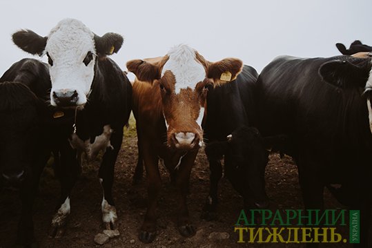 Видано українською мовою Практичний посібник для ветеринарних лікарів про ЗВД ВРХ