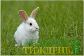 ФАО продовжує постачати молодих тварин на сході України