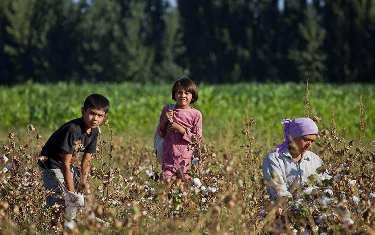 Дитяча праця в сільському господарстві набирає обертів внаслідок зростання конфліктів
