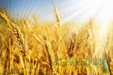 Передумов для дефіциту пшениці немає