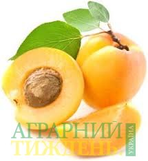 Украинские садоводы предлагают первые партии абрикосов на треть дешевле, чем в прошлом году
