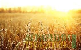 Засушливая погода повлияет на экспорт пшеницы из Украины