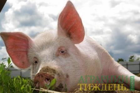 Прогнозують здорожчання свинини на 10%