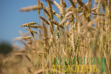 Жнива-2018: Ранні зернові зібрані з половини площ