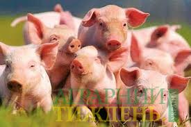 «Наростили»: в Україні побільшало свиней