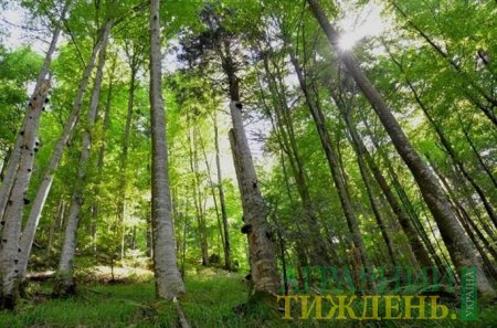 Нова інституційна структура лісного господарства в Україні – чого очікувати?