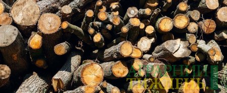 Незаконная санитарная вырубка украинского леса составляет 38-44%
