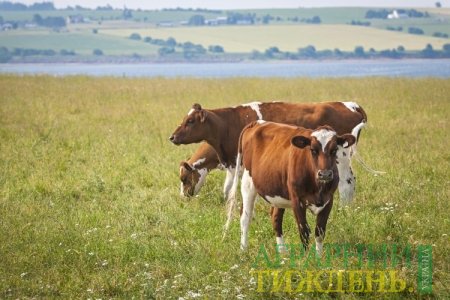 Производство молока в Украине сократилось на 1,8%