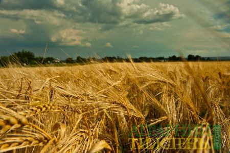 Чим підживлювати землю аби зберегти врожайність під час посухи