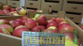 В Украине установлено рекордное количество экспорта яблок