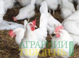 Поголовье птицы в Украине выросло на 4,5%