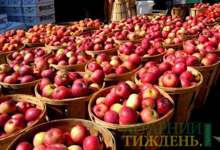 Впервые экспорт украинских яблок превысил импорт