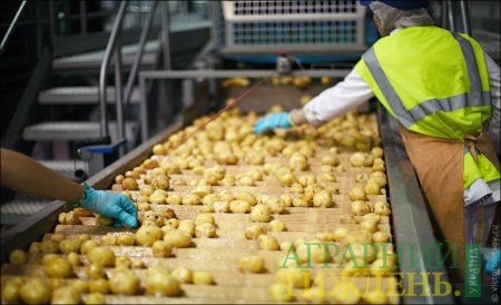 Через брак переробки експорт української картоплі може знизитися - прогноз