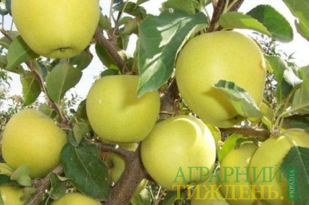 Почти четверть урожая яблок в Украине приходится на сорт "Голден Делишес"