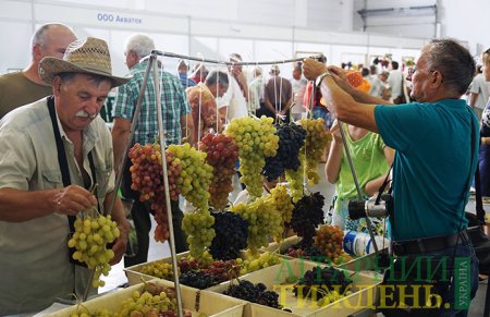 Производство столового винограда увеличилось до 10%