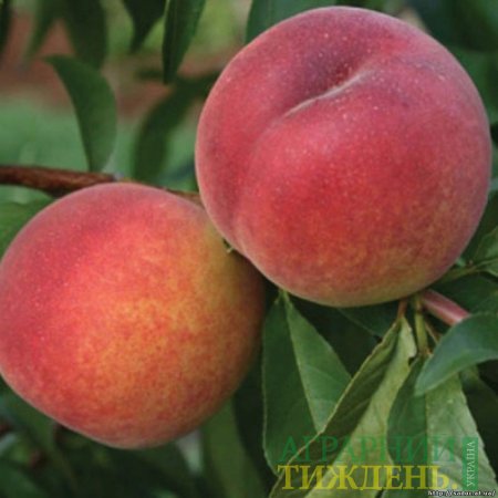 Украинские производители персиков подводят итоги уходящего сезона