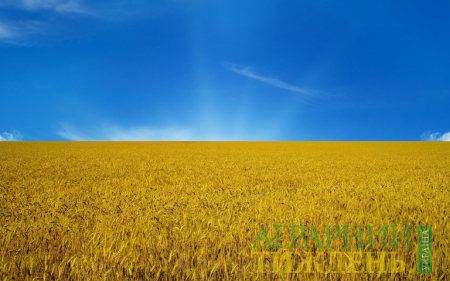 Украина переходит на новые стандарты пшеницы