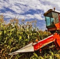 Прогноз: в Україні планують зібрати рекордний урожай кукурудзи