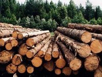 Принят закон о сохранении украинских лесов