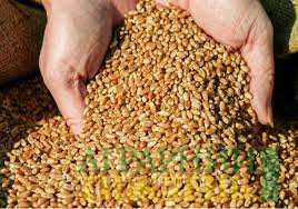 Експерти USDA підвищили прогноз світового виробництва пшениці в 2018/19 МГ до 732,9 млн. тонн
