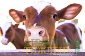 Поголовье крупного рогатого скота в Украине уменьшилось