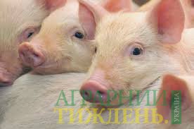 Импорт свинины в Украину вырос в 7,5 раз