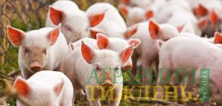 Австрійський фермер має намір інвестувати $3 млн в реконструкцію свинокомплексу на Черкащині