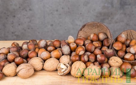 В Украине планируют собрать рекордный урожай грецкого ореха