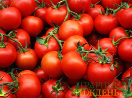 Зростання цін на український тепличний томат провокується експортним попитом