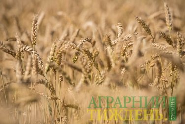 Аграріями вже зібрано понад 40 млн тонн зерна