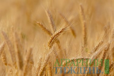Максим Мартинюк підвищив прогноз врожаю зернових до 64 млн тонн