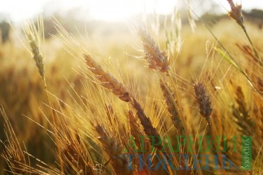 Україна експортувала понад 12.5 млн тонн зернових культур
