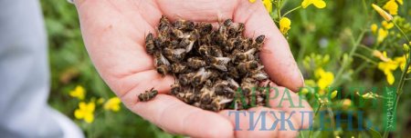 В Україні посилять відповідальність за отруєння бджіл
