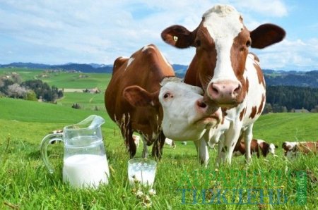 Як створити молочну ферму з найвищими стандартами якості
