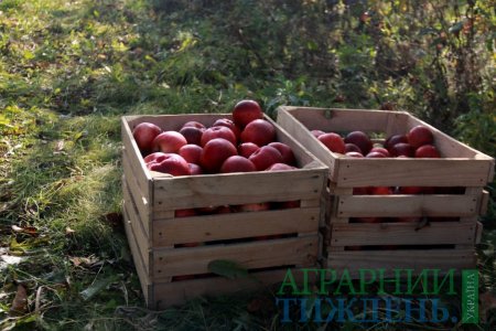 Фермерське господарство під Львовом запрошує на акцію “Збери яблука сам”