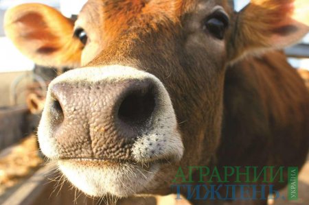 В Україні обіцяють збільшити дотації населенню на утримання корів