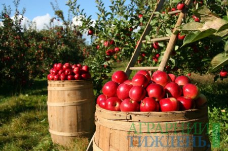 В Україні відмічено збільшення урожаю плодових культур на 66%