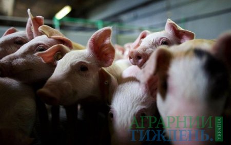 В Україні відновилися позиції у промисловому поголів’ї свиней